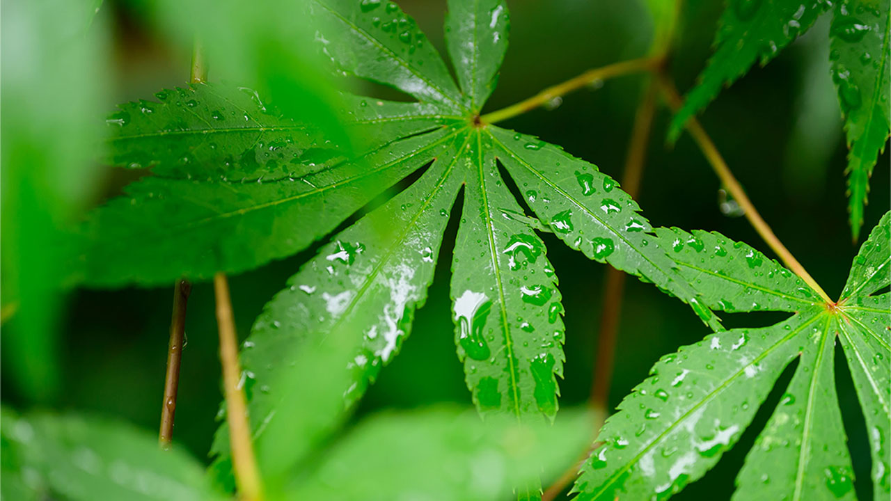 【中級者向けカメラ講座05】小さな世界を大きく魅せよう 〜マクロ撮影のコツ〜